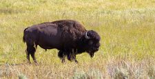 Thorenc la Réserve Naturelle des Monts d?Azur pour les bisons